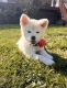 Akita Inu Puppies for sale in Goshen, NY 10924, USA. price: $1,500