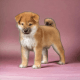Akita Inu Puppies for sale in 1309 Coffeen Ave, Sheridan, WY 82801, USA. price: $4,000