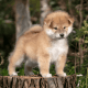 Akita Inu Puppies for sale in Washington, MO, USA. price: $4,000