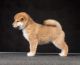 Akita Inu Puppies for sale in California City, CA, USA. price: NA