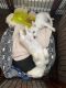 Akita Inu Puppies for sale in 27619 Guthrie Ridge Ln, Katy, TX 77494, USA. price: $500