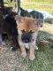Akita Inu Puppies for sale in Camden NSW 2570, Australia. price: $2,500