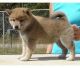 Akita Inu Puppies for sale in Fort Wayne, IN, USA. price: NA