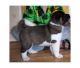 Akita Inu Puppies for sale in Dallas, TX, USA. price: $250