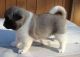 Akita Inu Puppies for sale in Wilmington, VT, USA. price: NA