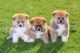 Akita Inu Puppies for sale in Atlanta, GA, USA. price: NA