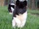 Akita Inu Puppies for sale in Atlanta, GA, USA. price: NA