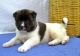 Akita Inu Puppies for sale in Chicago, IL, USA. price: NA