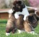 Akita Inu Puppies for sale in Bakersfield, CA, USA. price: NA