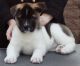 Akita Inu Puppies for sale in Philadelphia, PA, USA. price: NA