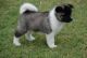 Akita Inu Puppies for sale in Colorado Springs, CO, USA. price: NA