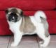 Akita Inu Puppies for sale in Madison, WI, USA. price: NA