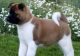 Akita Inu Puppies for sale in New Haven, CT, USA. price: NA