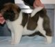 Akita Inu Puppies for sale in Colorado Springs, CO, USA. price: NA