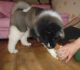 Akita Inu Puppies for sale in Arlington, VA, USA. price: NA