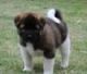 Akita Inu Puppies for sale in Sioux Falls, SD, USA. price: NA