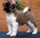 Akita Inu Puppies for sale in Columbia, SC, USA. price: NA