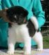 Akita Inu Puppies for sale in Columbia, MO, USA. price: NA