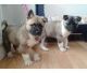 Akita Inu Puppies for sale in Los Angeles, CA, USA. price: NA