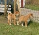 Akita Inu Puppies for sale in 58503 Rd 225, North Fork, CA 93643, USA. price: NA