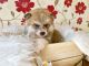 Akita Inu Puppies for sale in Michigan Ave, Inkster, MI 48141, USA. price: $500