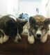 Akita Inu Puppies for sale in Orlando, FL, USA. price: NA