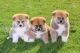 Akita Inu Puppies for sale in Califa St, Los Angeles, CA 91601, USA. price: NA