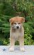 Akita Inu Puppies for sale in Columbus, OH, USA. price: NA