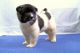 Akita Inu Puppies for sale in TX-249, Houston, TX, USA. price: $500