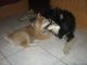 Akita Inu Puppies for sale in TX-249, Houston, TX, USA. price: $400