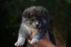 Akita Inu Puppies for sale in Sioux Falls, SD, USA. price: NA