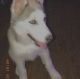 Akita Inu Puppies for sale in 235 W Southern Ave, Mesa, AZ 85210, USA. price: NA