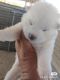 Akita Inu Puppies for sale in Azusa, CA, USA. price: $3,000
