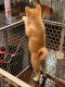 Akita Inu Puppies for sale in Azusa, CA, USA. price: $2,500