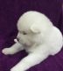 Akita Inu Puppies for sale in Ukiah, CA 95482, USA. price: $1,000