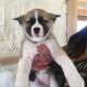 Akita Inu Puppies for sale in Shippenville, PA 16254, USA. price: NA