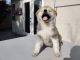 Akita Inu Puppies for sale in Azusa, CA, USA. price: $2,500