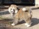 Akita Inu Puppies for sale in California City, CA, USA. price: NA