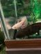 Alabama Waterdog Amphibians