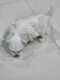 Alangu Mastiff Puppies for sale in Homestead, FL, USA. price: $1,000