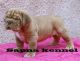 Alangu Mastiff Puppies for sale in Vijayawada, Andhra Pradesh 520001, India. price: 30000 INR