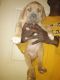 Alangu Mastiff Puppies for sale in Anderson, SC, USA. price: NA