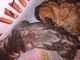 Alangu Mastiff Puppies for sale in Baton Rouge, LA, USA. price: $1,000