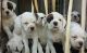 Alangu Mastiff Puppies