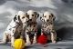 Alangu Mastiff Puppies