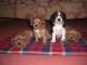 Alangu Mastiff Puppies for sale in New Orleans, LA, USA. price: $110