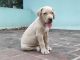 Alangu Mastiff Puppies for sale in Chennai, Tamil Nadu, India. price: 50000 INR