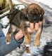 Alano Espanol Puppies for sale in New York, NY, USA. price: $500