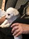 Alano Espanol Puppies for sale in Hollister, CA 95023, USA. price: NA