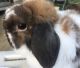 Alano Espanol Puppies for sale in North Bend, OR 97459, USA. price: NA